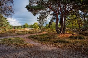 Brunssummerheide von Rob Boon