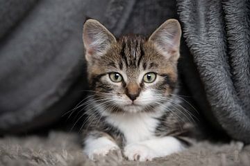 Kitten tussen de kleden