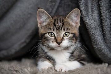 Kitten tussen de kleden van Mariska van der Heijden