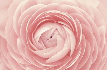 Ranonkel van Violetta Honkisz