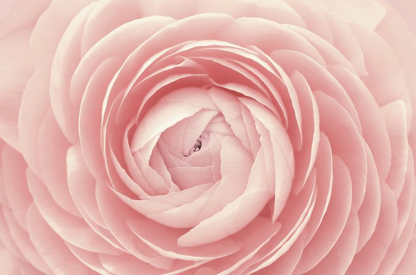 Ranunculus by Violetta Honkisz