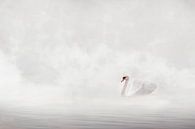 Swan in the morning by Elianne van Turennout thumbnail