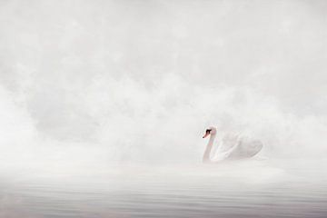 Swan in the morning by Elianne van Turennout