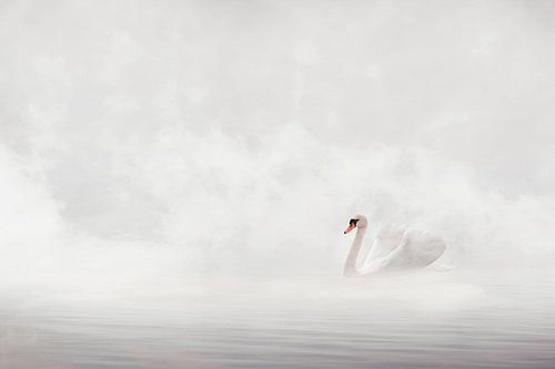 Magische Ochtendopname van Witte Zwaan in Kalme Wateren: Betoverende Natuurfotografie