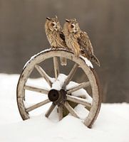 Hibou moyen-duc dans la neige sur une roue de charrette