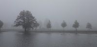 eikenboom in het water