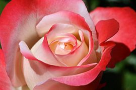 Rose Blossom by Norman Krauß