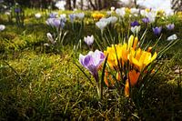 Krokus Wiese unter Bäumen