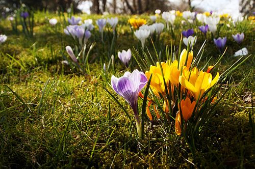 Krokus Wiese unter Bäumen