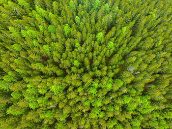 Kiefernwald im Frühling von oben gesehen