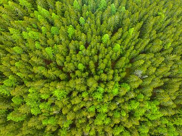 Dennenbos van bovenaf gezien in de lente