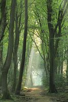 Sunburst in the forest