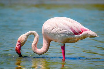 Flamingo in een wetland in de kuststreek van Camarque in het zuiden van Sjoerd van der Wal Fotografie