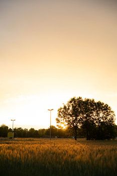 Goldenes Weizenfeld bei Sonnenuntergang – Naturfotografie | Landschaftsbild | Fine Art Print | Wandbild | Landhaus Deko