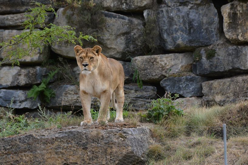 Tough by gerald De Lignie