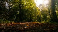 Delft Autumn