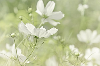 Cosmea