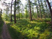 Aufgehende Sonne im Wald 4
