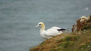 Fous de Bassan à Bempton Cliffs