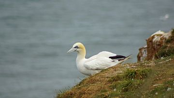 Gannets at Bempton Cliffs by Babetts Bildergalerie