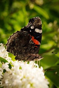 Atalanta auf Ligusterhecke