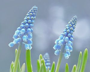 Kleine Traubenhyazinthe