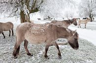 Eine Herde Konik-Pferde im Schnee von Bas Meelker Miniaturansicht