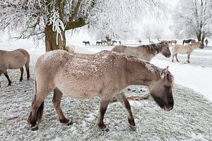 Eine Herde Konik-Pferde im Schnee