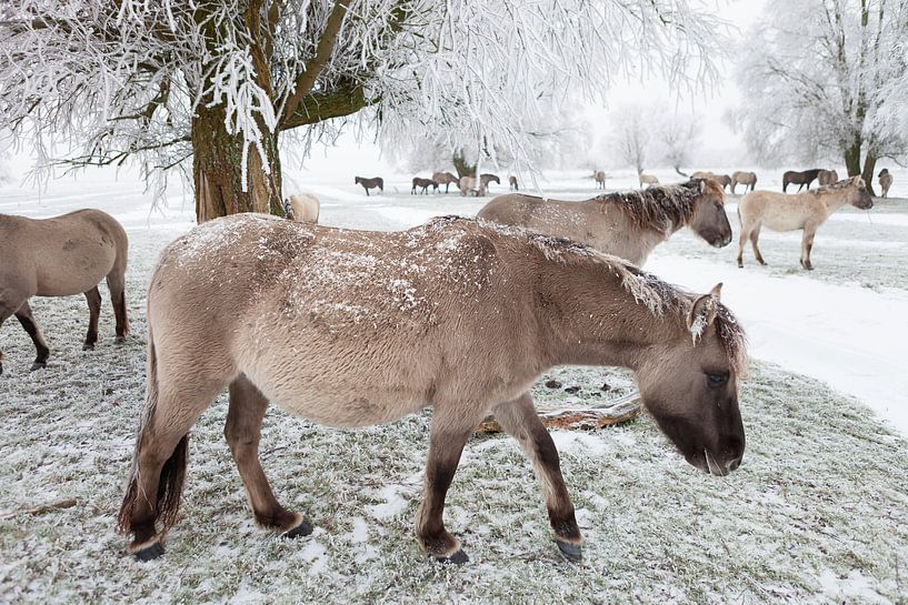 Eine Herde Konik-Pferde im Schnee von Bas Meelker