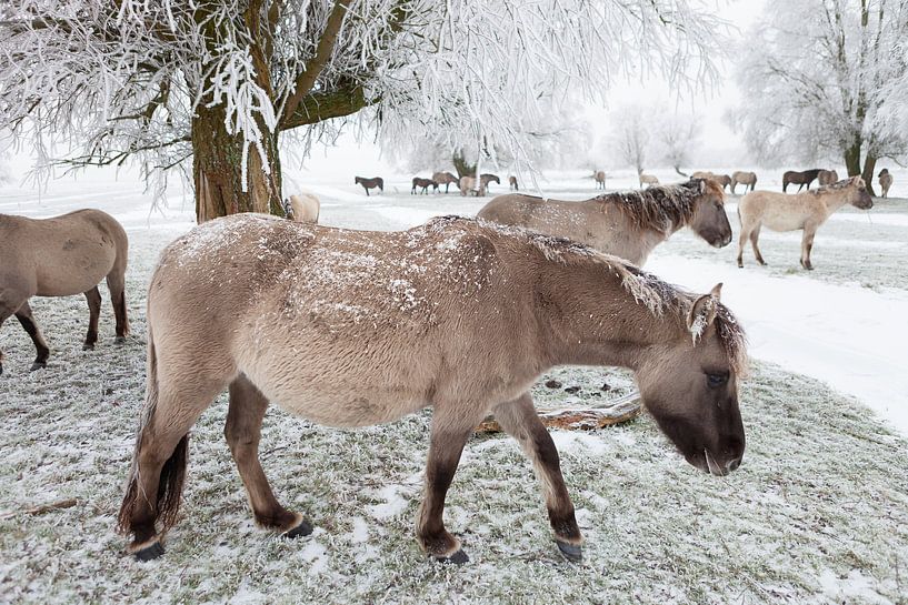 Un troupeau de chevaux Konik dans la neige par Bas Meelker
