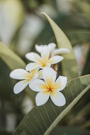 Plumeria Rubra Flowers by wiebesietze