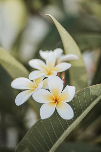 Plumeria Rubra Blumen