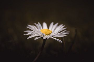 Standing alone daisy dark & moody