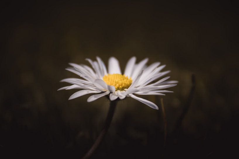 Standing alone daisy dark & moody van Sandra Hazes