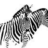 zebra sur Caroline Drijber