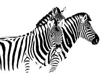 Zebra, wildlife, safari zwart-wit