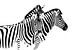 Zebra, wildlife, safari zwart-wit van Caroline Drijber