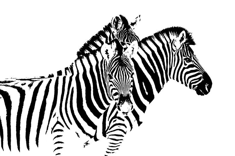 Zebra von Caroline Drijber