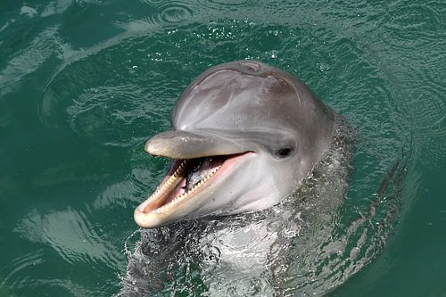 Dolfijn met vis