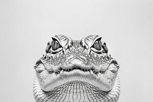Krokodil