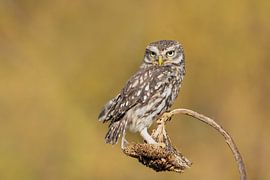 petit hibou, petit hibou, hiboux sur M. B. fotografie