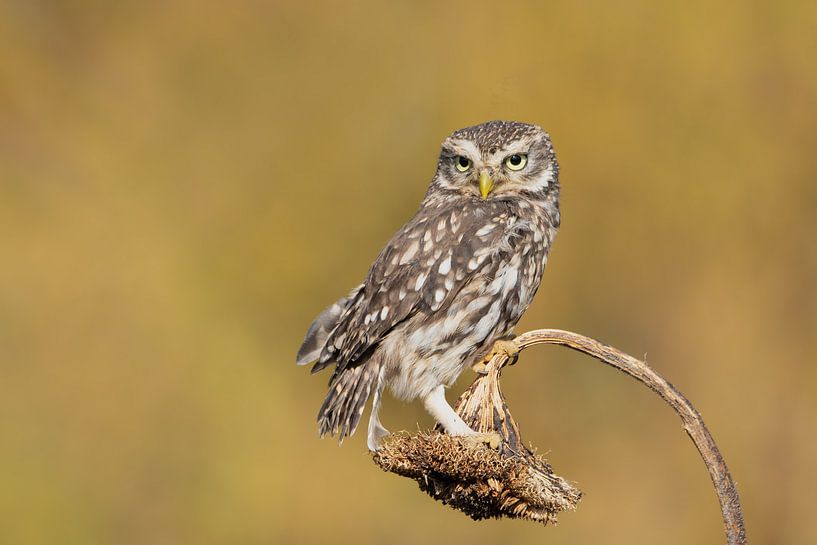 steenuil, steenuiltje, uilen van M. B. fotografie