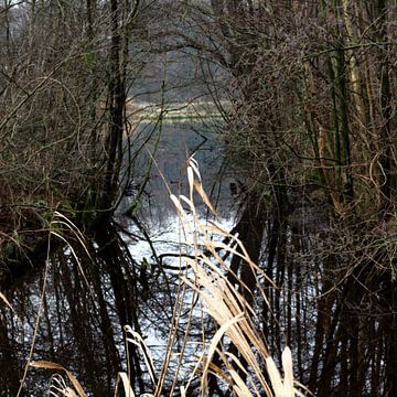 Doorkijkje Amsterdamse Bos van Gaby  van der Peijl