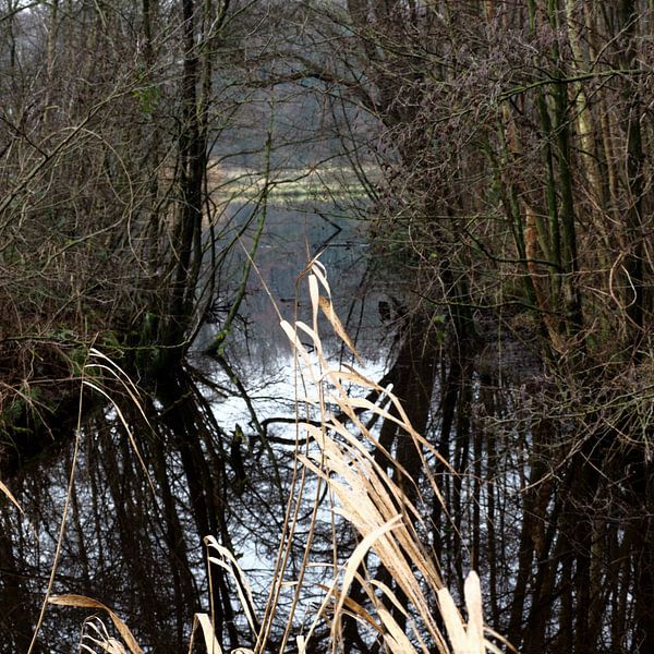 Vue à travers Amsterdamse Bos par Gaby  van der Peijl