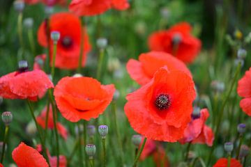 Champ de coquelicots sur Jessica Berendsen