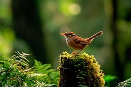 Waldvogel auf Baumstumpf von Poster Art Shop