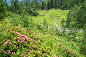 Des roses alpines et un ruisseau sur Coen Weesjes
