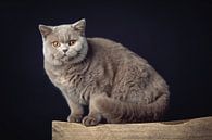A very beautiful British Shorthair cat posing on a wooden stool by Jan de Wild thumbnail