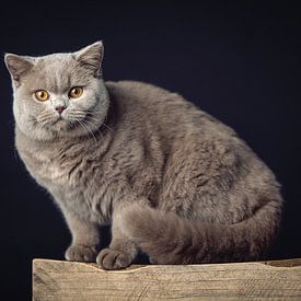 Un très beau chat British Shorthair posant sur un tabouret en bois sur Jan de Wild