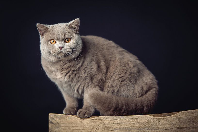 Eine sehr schöne Britisch Kurzhaarkatze, die auf einem Holzhocker posiert von Jan de Wild